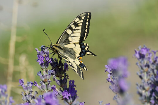 Old World Swallowtail or common yellow swallowtail (Papilio machaon) sitting on lavender in Zurich, Switzerland