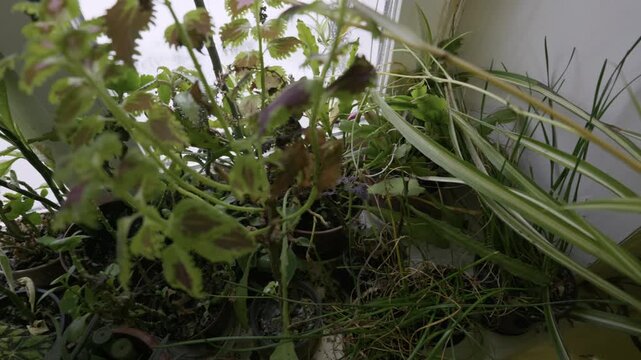 Neglected houseplants with wilting and browning leaves sit clustered together in pots. Camera slowly pulls back, revealing the extent of the decay in dim, natural light.