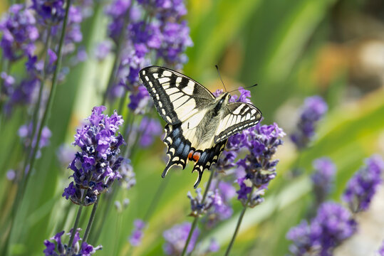 Old World Swallowtail or common yellow swallowtail (Papilio machaon) sitting on lavender in Zurich, Switzerland
