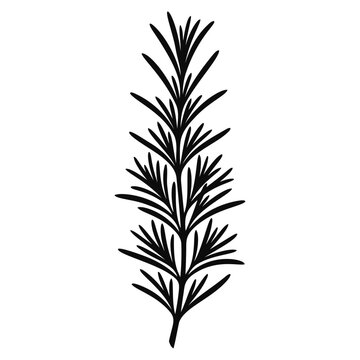 Black rosemary sprig silhouette illustration isolated on white background