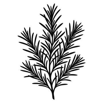 Rosemary sprig botanical illustration branch on white background