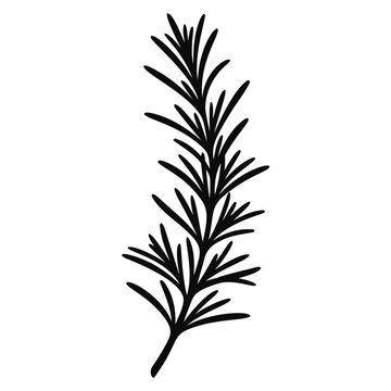 Minimalist rosemary herb sprig graphic illustration for culinary and botanical design