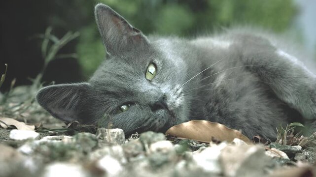 A relaxed gray cat lies on natural ground surrounded by soft greenery, with striking golden green eyes, plush fur, and a calm outdoor atmosphere.
