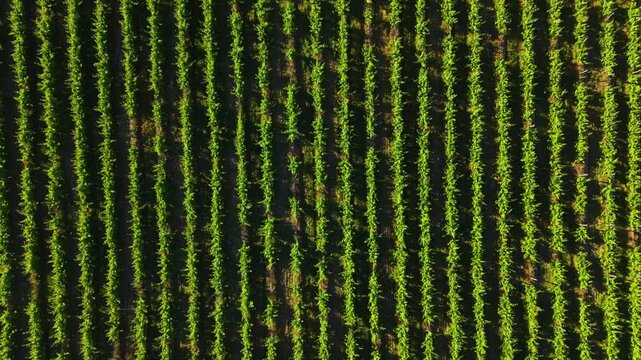 People work among rows of green plants in a vineyard under the sun. The scene shows a structured layout with lines of plants. Workers tend to the crops in warm weather.