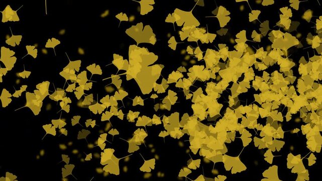 紅葉 いちょう 大 右に発生源 回転ランダム 銀杏色 パターン01 ループ 10秒（透過背景）