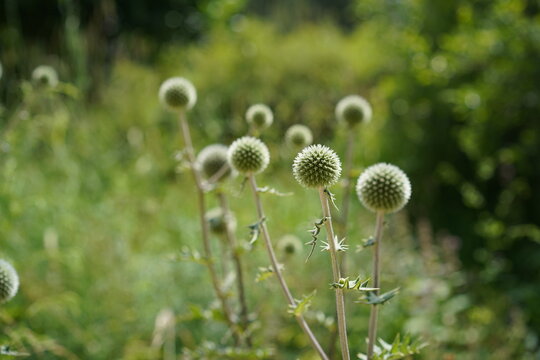 Nahaufnahme von bl&uuml;hender Dr&uuml;siger Kugeldistel (Echinops sphaerocephalus) mit runden Bl&uuml;tenk&ouml;pfen im Garten bei Sonnenschein