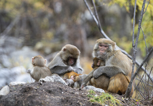 Japanese macaque family resting on rocks in the wild