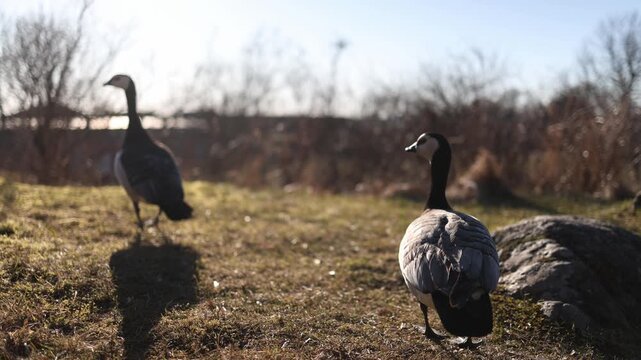 Pair of barnacle geese peacefully graze on green lawn under bright daylight in natural urban environment of Finland