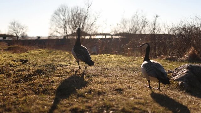Male and female barnacle geese walk together across green grass through warm sunlight creating peaceful spring wildlife scene