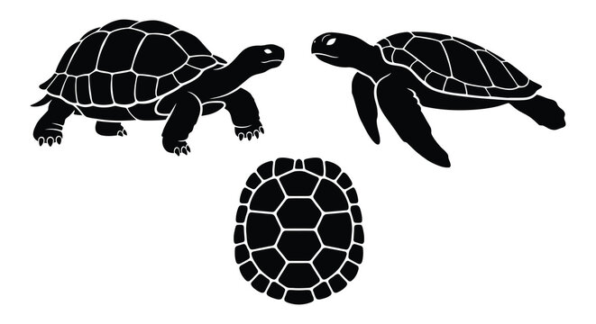 Three Black Turtle Silhouettes In Various Poses Silhouette
