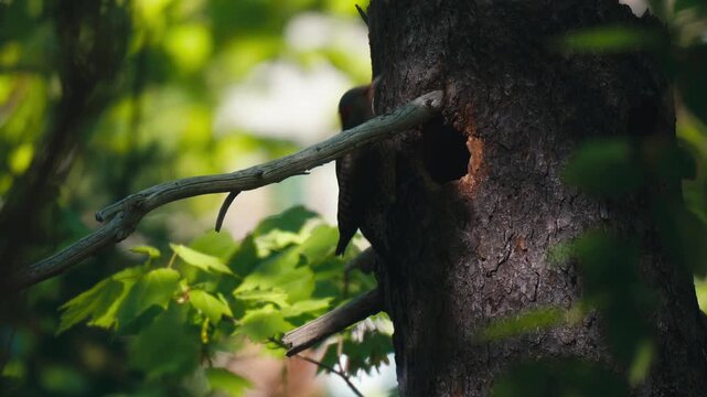 Northern Flicker (Colaptes auratus) at nest cavity opening on large tree trunk, Nova Scotia, Canada
