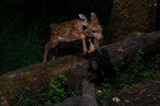 Black-tailed deer fawn (Odocoileus hemionus) jumping over a log in Western Oregon at night.