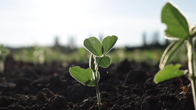 Growing a Soy Plant in a Field During the Day With Sunlight Shining on the Leaves and Soil