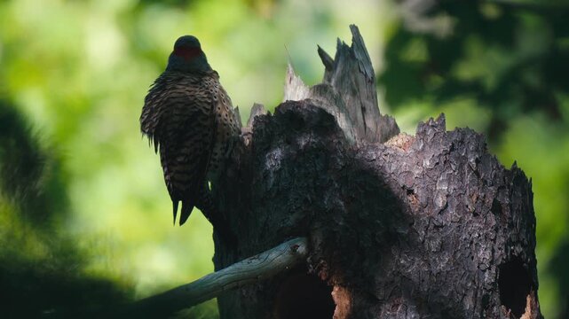 Northern Flicker (Colaptes auratus) at nest cavity opening on large tree trunk, Nova Scotia, Canada