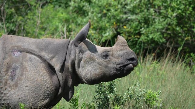 Greater One Horned Indian Rhinoceros - Slow Motion
