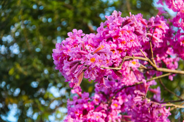 Obraz premium Pink trumpet tree blossoms on branch with green bokeh background