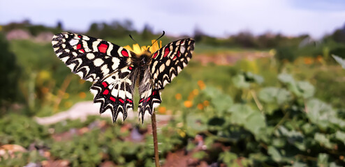 Macro shot of a Spanish festoon butterfly zerynthia rumina on a yellow wildflower butterfly on the grass © mawahibetilouguite
