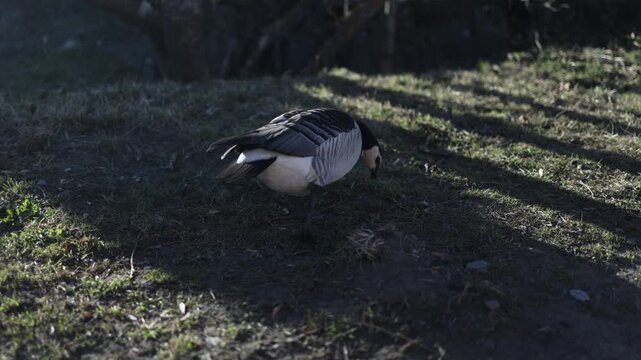 Single barnacle goose walks across green grass in daylight searching for food in peaceful urban park in Finland