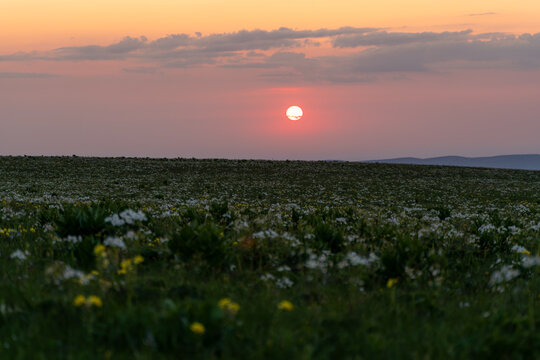 Sunset Meadow Flowers: Sun sets over field with white wildflowers in evening light, creating peaceful vista.