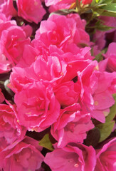 Obraz premium Bright Pink Azalea Blossoms in Sunlight
