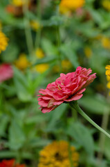 Obraz premium Pink Double Zinnia Flower Bloom in Garden Bed