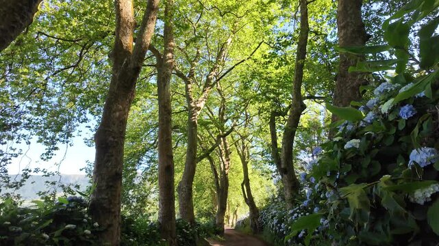 Azores, S&atilde;o Miguel, Portugal. Smooth camera movement through a picturesque plane tree avenue lined with vibrant blue hydrangeas, showcasing the lush and authentic beauty of the Azorean landscape.