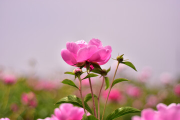 Fototapeta premium Pink peony flowers blooming outdoors in spring garden