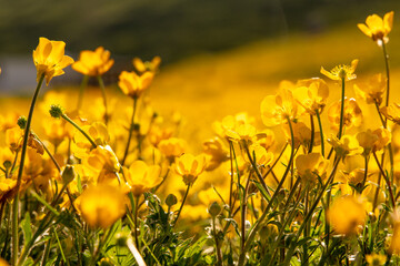 Flowers field buttercups: Sunlit meadow blossoms during summertime flowering season for pollination. © svetograph