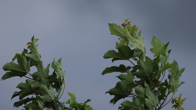 Sycamore Tree Branches (Acer pseudoplatanus) Swaying in Strong Wind Before Storm Against Dark Dramatic Sky. Weather Concept.