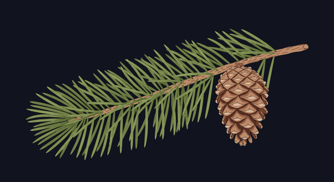 Single pinecone hanging on a detailed green pine branch against a solid dark background, perfect for winter themes.