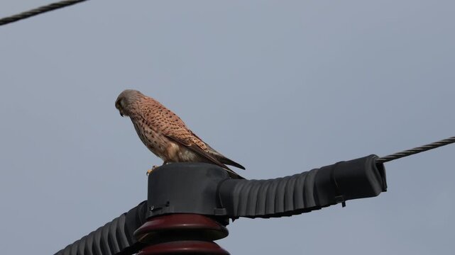 Common Kestrel (Falco tinnunculus) perched on a power line pole insulator against blue sky. Wildlife adaptation to urban electrical infrastructure