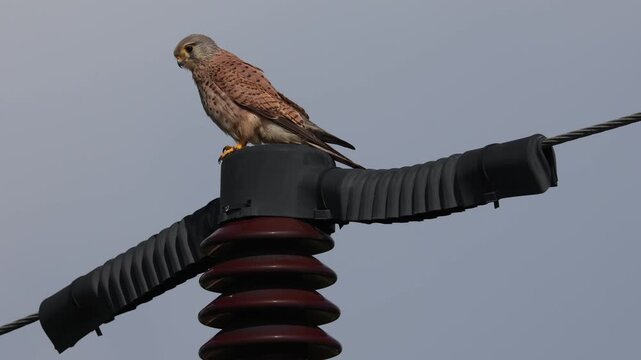 Common Kestrel (Falco tinnunculus) perched on a power line pole insulator against blue sky. Wildlife adaptation to urban electrical infrastructure