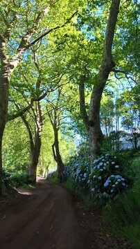 Azores, S&atilde;o Miguel, Portugal. Smooth camera movement through a picturesque plane tree avenue lined with vibrant blue hydrangeas, showcasing the lush and authentic beauty of the Azorean landscape.