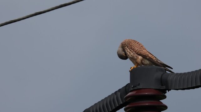 Common Kestrel (Falco tinnunculus) perched on a power line pole insulator against blue sky. Wildlife adaptation to urban electrical infrastructure