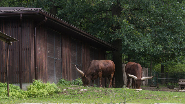 Two large Ankole-Watusi cattle with massive horns grazing on green grass near a dark wooden barn structure in a forest area