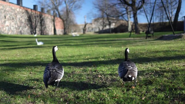 Pair of barnacle geese peacefully walks across vibrant green lawn beneath soft sun rays in quiet natural surroundings