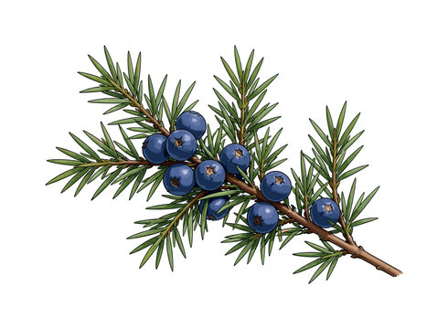 Low poly illustration of a juniper branch with blue berries on a white background