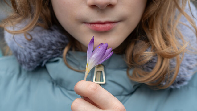 Close-up photo of a girl in a light blue jacket holding a purple crocus flower near her face