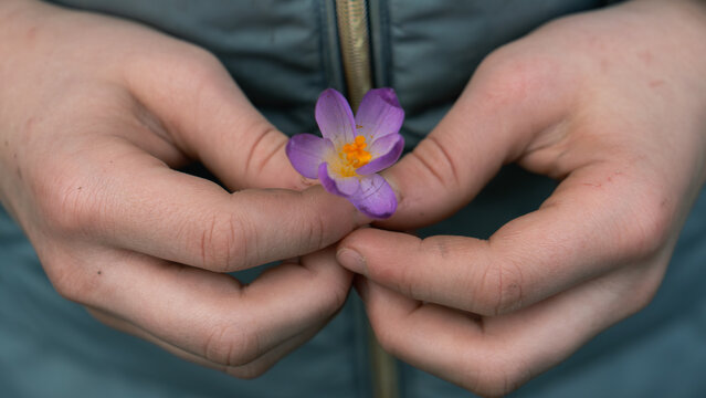 Child&rsquo;s hands gently holding a purple crocus flower outdoors