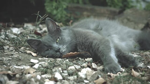A relaxed gray cat rests among small rocks and fallen leaves with soft greenery behind, creating a quiet outdoor nature setting with subtle earthy colors.