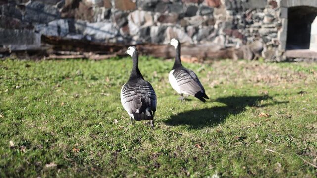 Two barnacle geese walk across green grass in daylight searching for food in urban park during summer in Finland