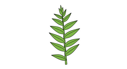 Fototapeta premium Single green branch with many small pointed leaves arranged symmetrically on a stem in a clean botanical illustration against white.