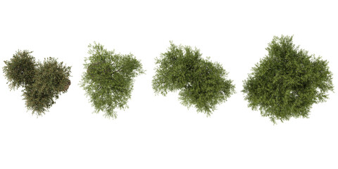 Fototapeta premium Collection of Olea trees on transparent background from the top view