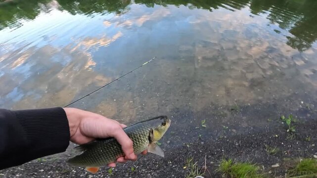 Catch and release concept. Fisherman releasing a live European chub (Squalius cephalus) back into the clear lake water to preserve nature.