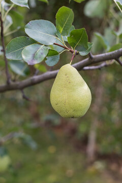 Ripe Pear Hanging on Tree Branch in Warm Summer Sunlight