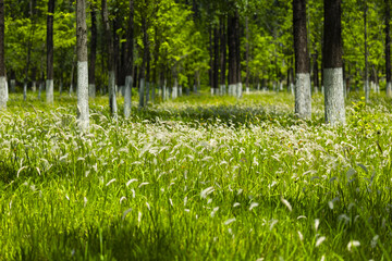 Sunlit Forest Meadow with Tall Trees and Wild Grass © DinhBaoTran