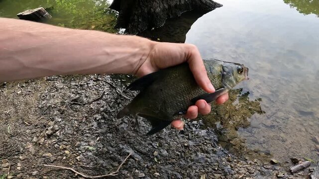 Angler holding freshly caught Common Bream (Abramis brama) in hand by the lake. Successful freshwater fishing catch.