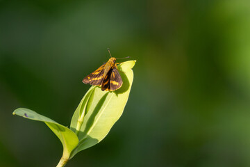 Skipper butterfly on a leaf bud © fluffandshutter
