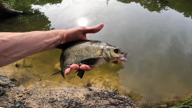 Catch and release. Fisherman gently releasing a Common Bream (Abramis brama) back into the lake water. Nature conservation.