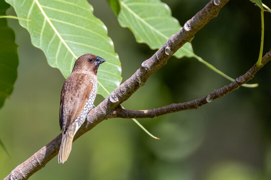 Scaly-breasted Munia on a branch